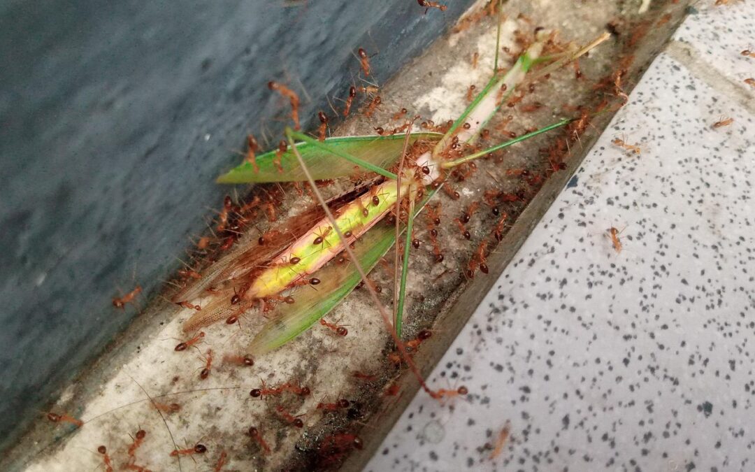 Kolaborasi antara Pemerintah dan Masyarakat dalam Digitalisasi Lingkungan Desa Gunung